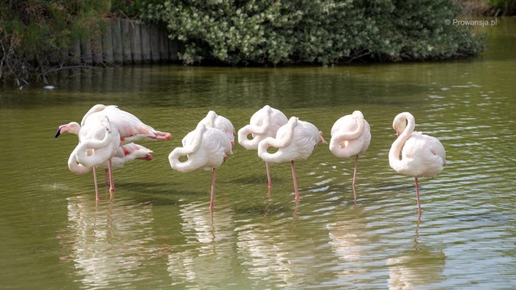 Flamingi w parku ornitologicznym