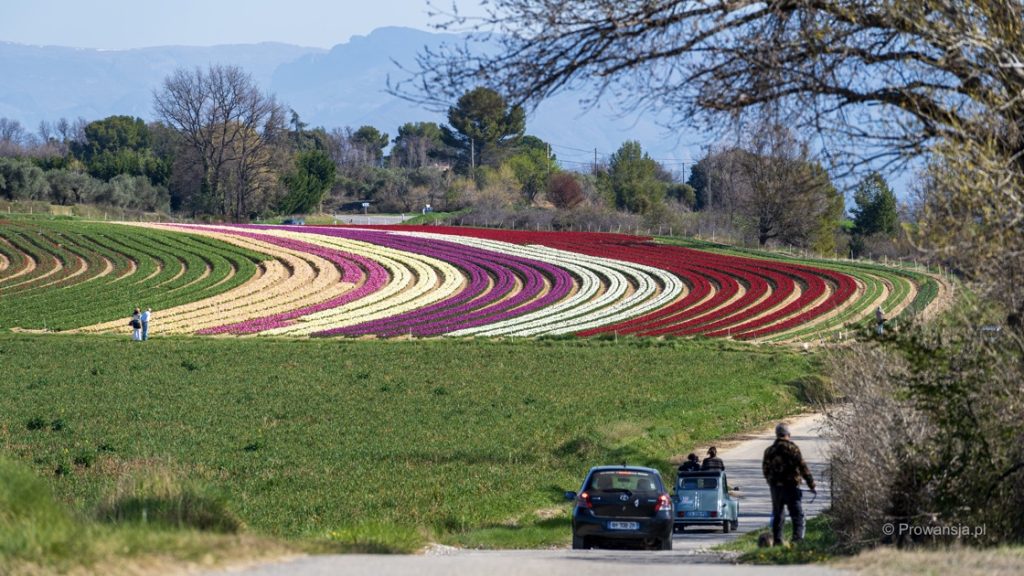 Pola tulipanów w Prowansji niedaleko Lurs