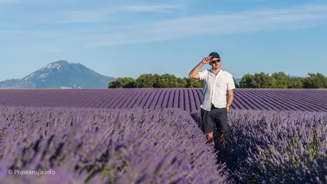 Pole lawendy w pobliżu Valensole, Prowansja