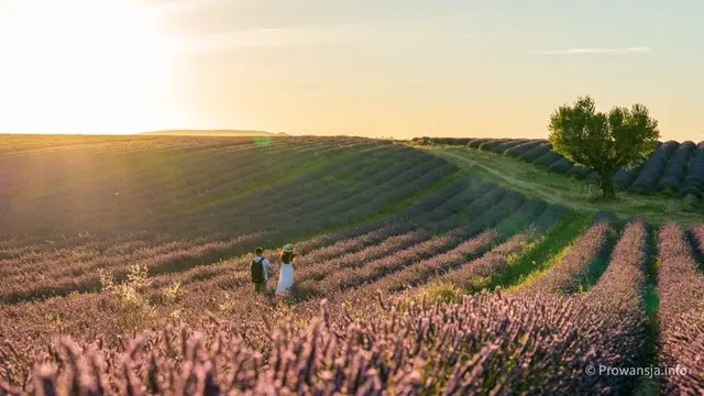 Pole lawendy w pobliżu Valensole, Prowansja