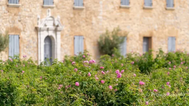Róża centyfolia, z której powstają perfumy Chanel nr 5