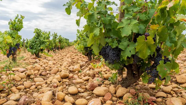 Winorośl na kamienistej ziemi koło Châteauneuf-du-Pape
