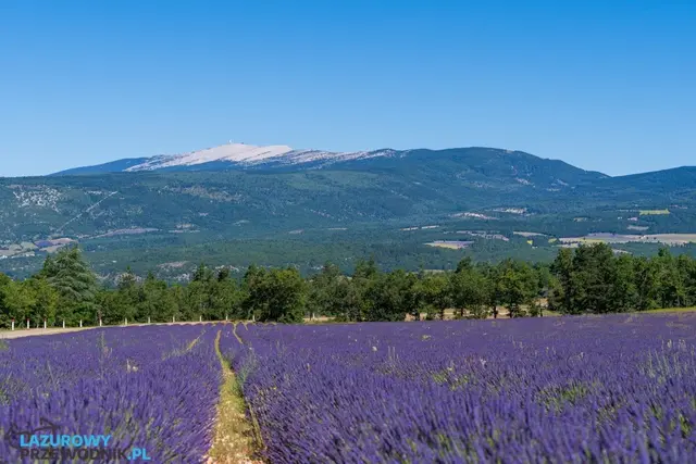 Pole lawendy z widokiem na Mont Ventoux